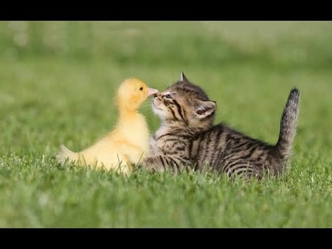 A baby duck and kitten frolicking.